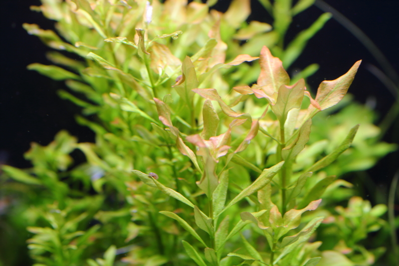植栽から122日目
